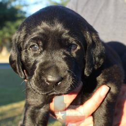 Labrador Retriever Puppies from Mariani Labrador Retrievers