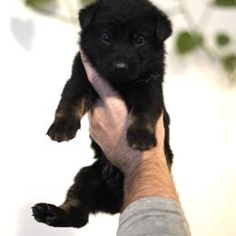 Ranger - Bi-color male German Shepherd puppy in Coarsegold, California from Yosemite Shepherds