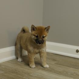 Shiba Inu Puppies from Veronika's Shiba Inus