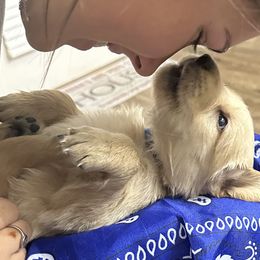 Golden Retriever Puppies from Ginn’s Golden Retrievers