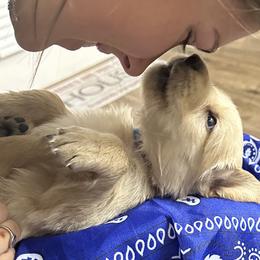 Golden Retriever Puppies from Ginn’s Golden Retrievers