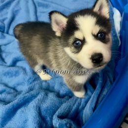 Pomsky Puppies from 916 Pomskies