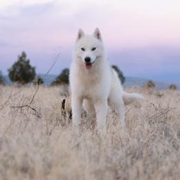 Siberian Husky puppies from Canace Siberians