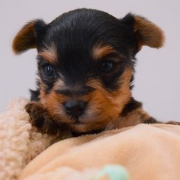 Peanut - Black and tan male Yorkshire Terrier puppy in Burlington, North Carolina from Lil Pawsome Puppies, LLC