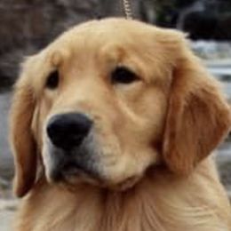 Peggie Sue  - Golden Retriever