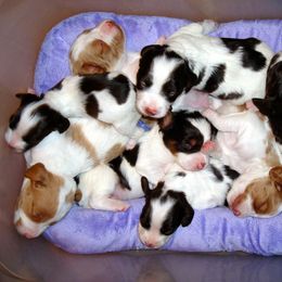 Brittany Puppies from Morgun’s Brittanys