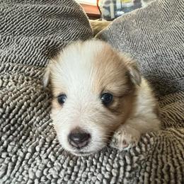 Caramello - Sable merle and white female Shetland Sheepdog puppy in Kerville, Texas from Cedar Hill Kennels