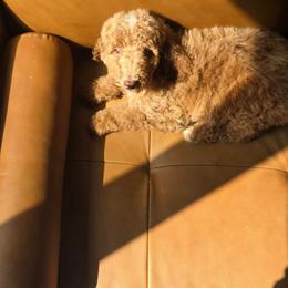 Hugo - Cream male Poodle puppy in Statesboro, Georgia from Briar Creek Kennels