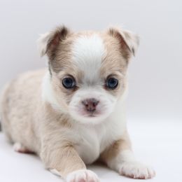 Lauryn - Merle female Chihuahua puppy in Tulsa, Oklahoma from H-3 Chihuahuas