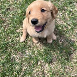 Golden Retriever Puppies from St. Croix Golden Retrievers