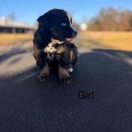 Girl 1 - Black tri-color female Australian Shepherd puppy in Big Sandy, Texas from Rocking S Ranch