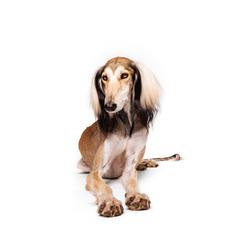 Saluki All Grown Up from Hayat Salukis