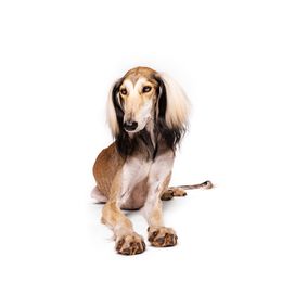Saluki All Grown Up from Hayat Salukis