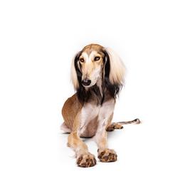 Saluki All Grown Up from Hayat Salukis