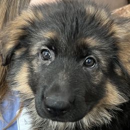 Hercules Boy - Orange - Black and red German Shepherd puppy in Sandown, New Hampshire from Gemini GSD