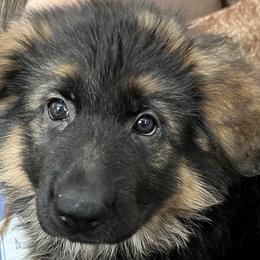 Hercules Boy - Orange - Black and red German Shepherd puppy in Sandown, New Hampshire from Gemini GSD