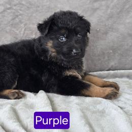 Miss Purple - Black and red female German Shepherd puppy in Sumner, Iowa from Vom Wilke Kennels
