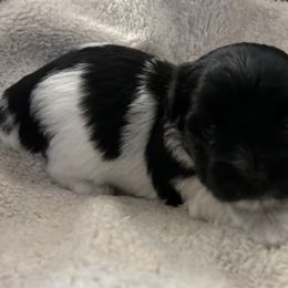 Girl 1 - Coton de Tulear puppy from Gidget Cotons - ACC