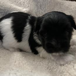 Girl 1 - Coton de Tulear puppy from Gidget Cotons - ACC