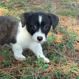 Brindle girl - Brindle and white female American Corgi puppy in Nashville, Arkansas from Whisenhunt Farms