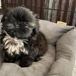 Moe - Black female Shih Tzu puppy in Pleasant Shade, Tennessee from Kuntry Tyme Shih Tzus
