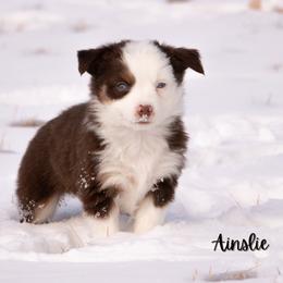Ainslie - Red tri female Miniature Australian Shepherd puppy in Blackfoot, Idaho from Bellewynd Acres