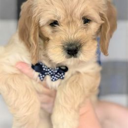 Cavapoo and Cockapoo Puppies from Clearview Canines