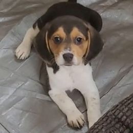 Girl 4 - female Beagle puppy in East Providence, Rhode Island from Amanda's Beagles