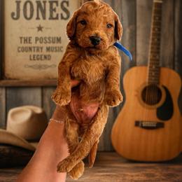 George Jones - Red  male Goldendoodle puppy in Hot Springs, Arkansas from Hot Springs Kennels