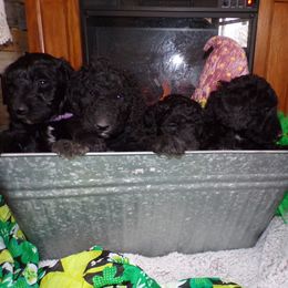 Aussiedoodle Puppies from Lotadoodle Farms
