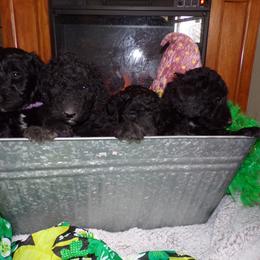 Aussiedoodle Puppies from Lotadoodle Farms