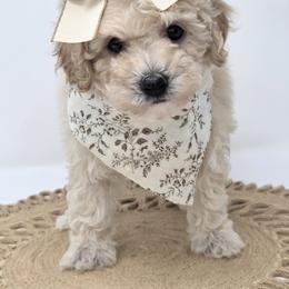 Kate - Cream female Poodle puppy in Leander, Texas from Doodle Doula