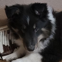 Shetland Sheepdog Puppies from Stafford Shelties