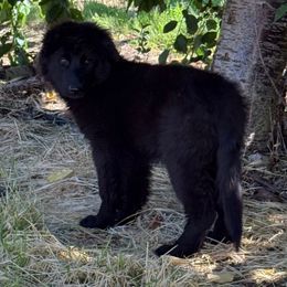 Girl 4 - Black female German Shepherd puppy in Quincy, Washington from Sir Puente German Shepherds