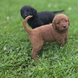 Red Boy 3 - Red male Labradoodle puppy in Clinton, Ohio from P&L Doodles