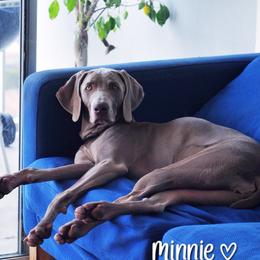 Minnie - Weimaraner