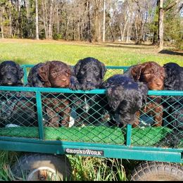 Goldendoodle Puppies from Lesia's Goldendoodles