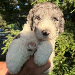 Fischer - Merle male Bernedoodle puppy in Coopersburg, Pennsylvania from Deutsch Hund Haus