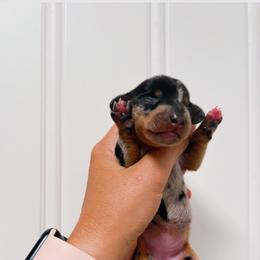 Female One - Dapple female Dachshund puppy in Blackstone, Virginia from Cheyenne's Dachshunds