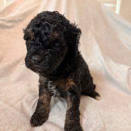 Gander - Brown white and tan male Cockapoo puppy in Saint Louis, Missouri from Jax Doodles