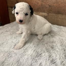 Ruby - Parti female Poodle puppy in Haddam, Kansas from Golden B Acres