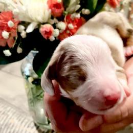 Bailey - Piebald male Dachshund puppy in Fontana, California from DOXI.E.