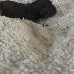 Cumin - Merle male Goldendoodle puppy in Waynesboro, Virginia from Forest Creek Kennel
