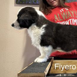 Fiyero - Brindle and white male Cardigan Welsh Corgi puppy in Cumby, Texas from Windmill Cardigan Welsh Corgis and German Shepherds