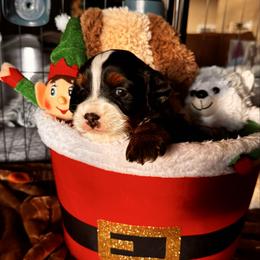 Dasher - Tri-color male Bernedoodle puppy in Pueblo, Colorado from Doodles of the Rockies