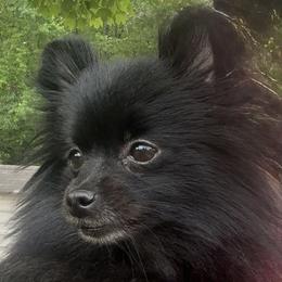 Pomeranians from The Pom patch