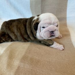 Bulldog puppies from Teddy Bear Bulldogs