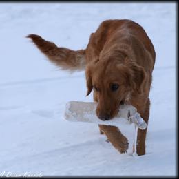 Zoey - Golden Retriever