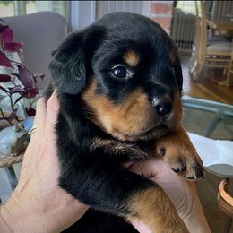 Orange Bear - Black and mahogany Rottweiler puppy in Eaton Rapids, Michigan from The Rottweiler Haus