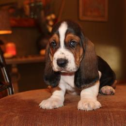 Kim - Lemon and white female Basset Hound puppy in Missouri from Clevenger Farms